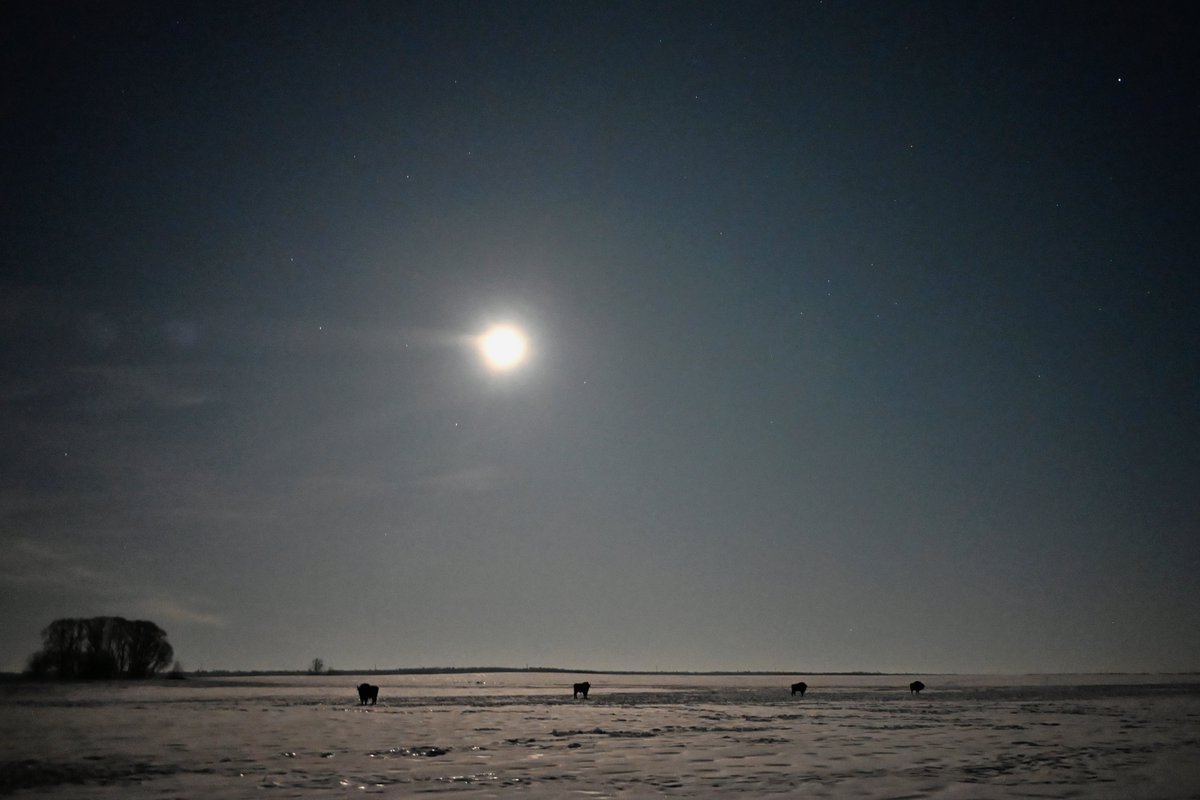 The fullmoon is so bright recently that you can observe European Bisons in the middle of the night in Białowieża Forest.
