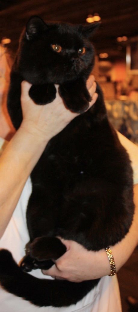BearlyMe2's tweet photo. @JaneCaseyAuthor You should try carrying my cat, all 8.5kg of him! https://t.co/gCXTNWjcMN