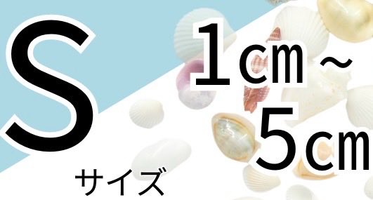 サイズでも探せます🐚