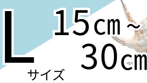 サイズでも探せます🐚