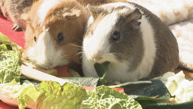 livedoornews's tweet photo. 【むしゃむしゃ】岡山・池田動物園、動物たちに特別な「恵方巻き」をプレゼント
https://t.co/6ndkFO574t

モルモットには普段食べているハクサイやニンジンなどに加え、特別にリンゴとナシが入っている恵方巻きがプレゼントされた。モルモットたちは恵方「南南東」を向いて黙々と食べたそう。 https://t.co/QMfL4baFhV