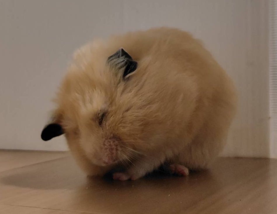 百獣の王 (@daitokaisaitama) on X