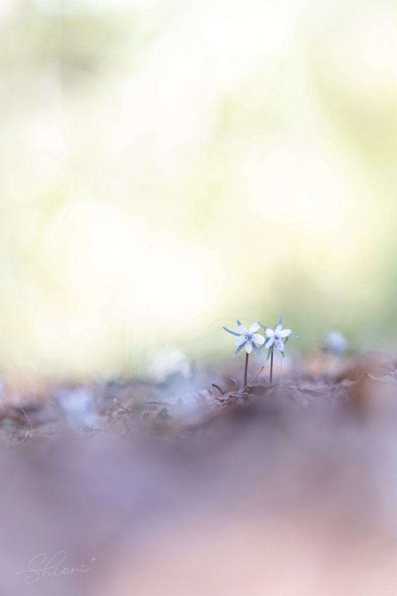 セツブンソウが咲く季節に