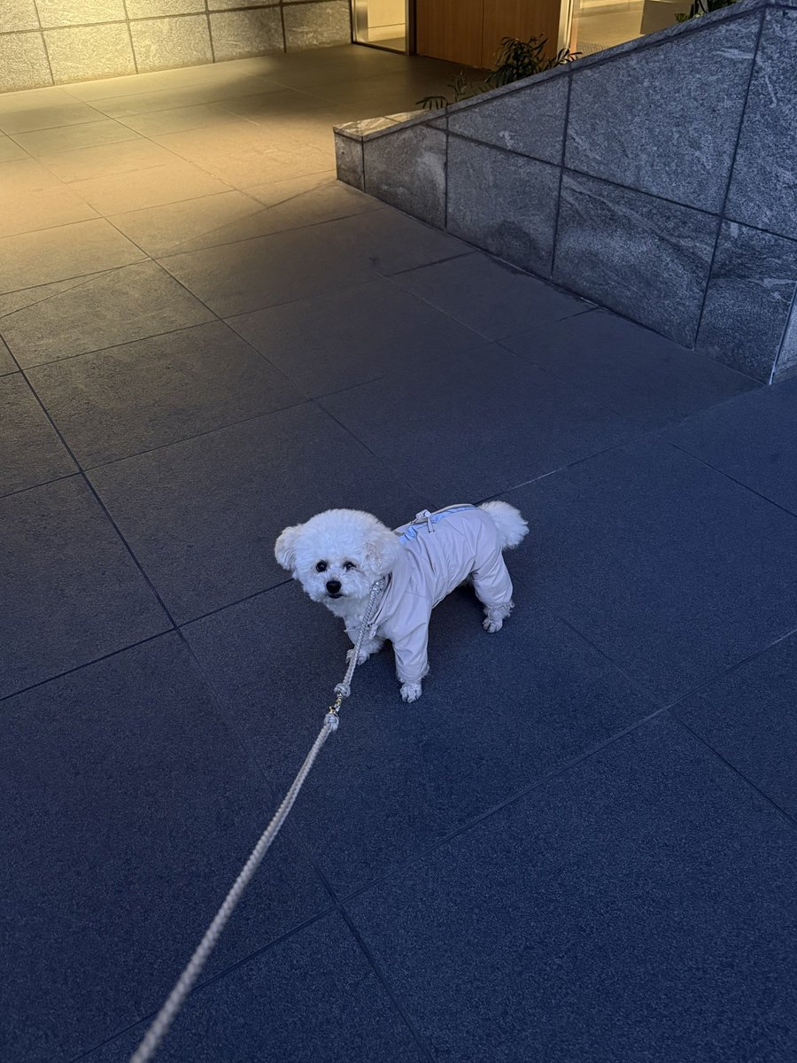 ぱぴこ (@inucococo) / Posts / X