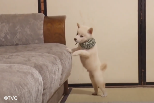 豆助 -Mamesuke- 公式 (@mamesuke_tvo) / Posts / X