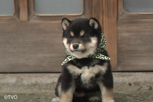 豆助 -Mamesuke- 公式 (@mamesuke_tvo) / Posts / X