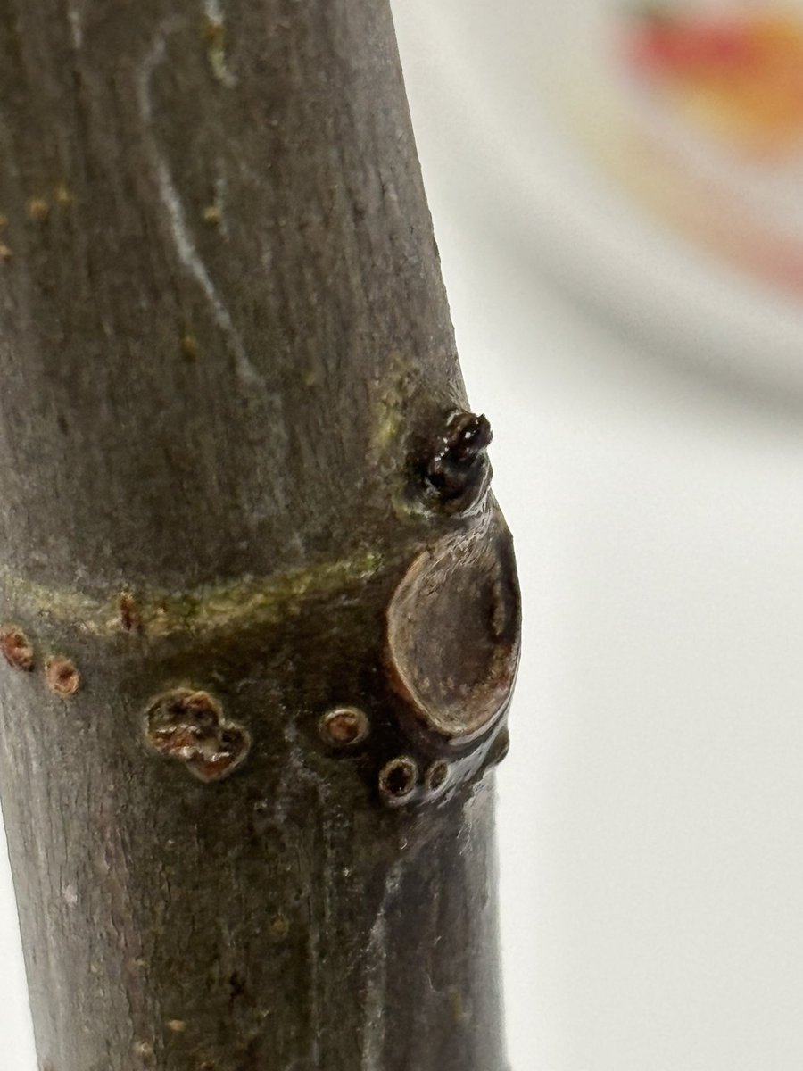 ゆうすけ@いちじく tweet media