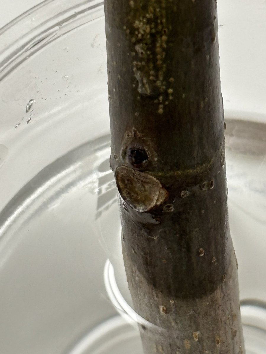 ゆうすけ@いちじく tweet media