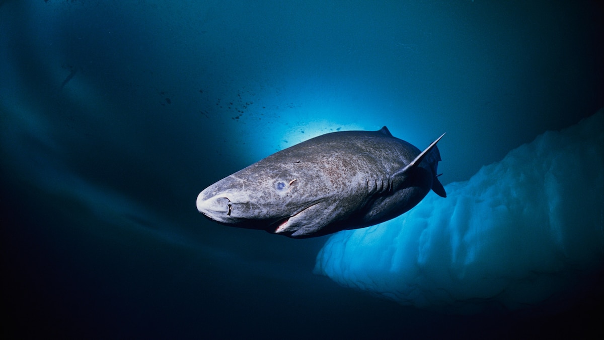 Gm! ☕️

The Greenland $SHARK is looking interesting. Next $PENGUIN?

63Z3Q7JX3SBGDiiwqqnPTVvHcuUk6ixkzsYQbKzhpump

Swimming for nearly 400 years, it could teach CT a lesson about patience and perseverance