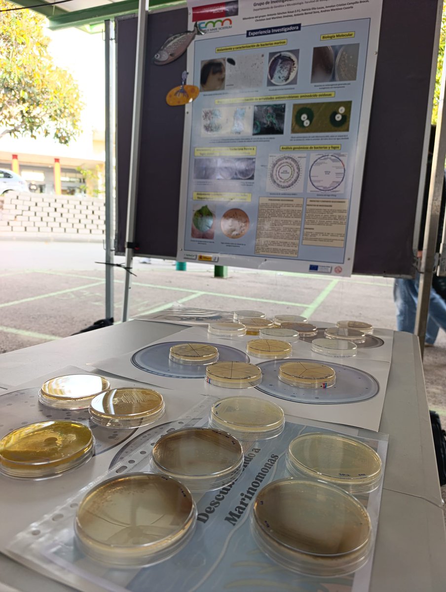 Esta mañana en el stand de la Facultad de Biología <a href="/biologiaum/">BiologíaUM</a> en la Feria de Facultades de la <a href="/UMU/">Universidad Murcia</a>. ¡Pasaros a conocer la Microbiología! 🧫🔬
