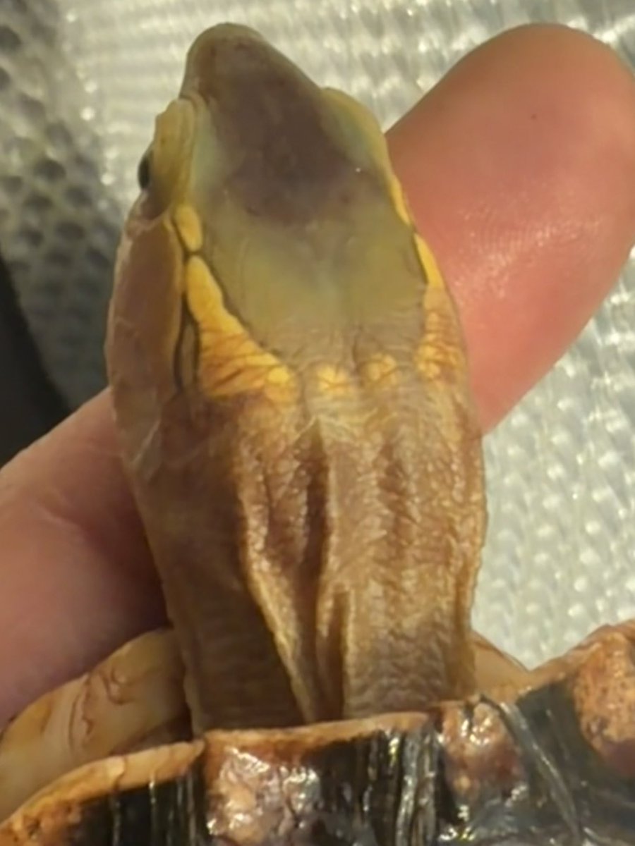 タイワンセマル♂
冬眠させずに
ぬくぬく育成してます

頭から首にかけての
黄色？緑？
鶯色？w
この幽玄な色合いが好きです☺️