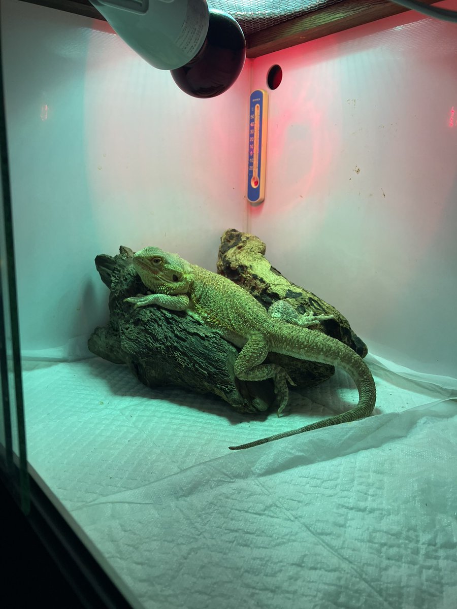 ばりダラダラしとる笑　飼い主に似てきたな…