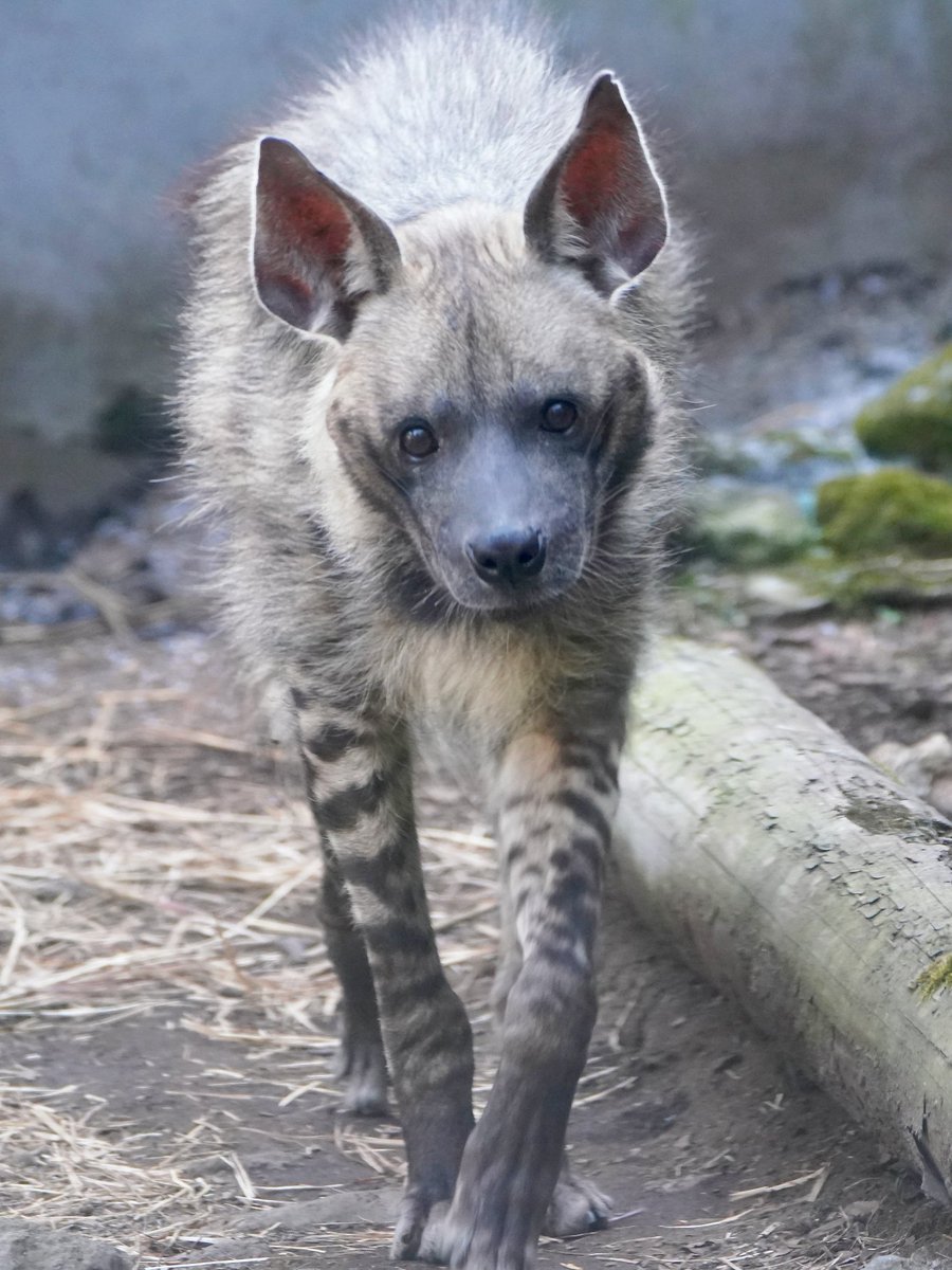 𝑚𝑎𝑟𝑢(ﾏﾙ) (@maru2022) / Posts / X