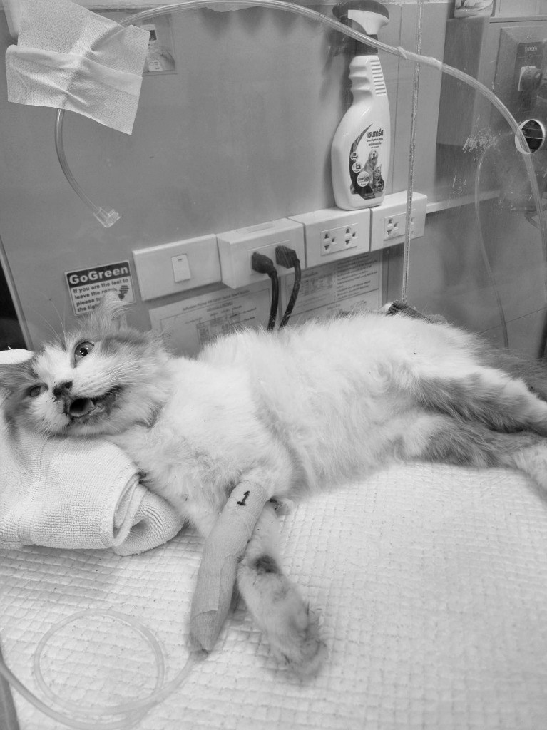 ขอความช่วยเหลือด่วนตอนนี้‼️เคสช่วยชีวิตฉุกเฉินน้องแมวถูกรถชนบาดเจ็บสาหัส นอนหายใจติดขัด เลือดจำนวนมากไหลออกปาก โดยรถที่ชนไม่ได้สนใจให้ความช่วยเหลือแต่อย่างใด พลเมืองดีผู้พบจึงเร่งนำน้องมาส่งที่มูลนิธิฯ ในทันทีเพื่อช่วยชีวิต