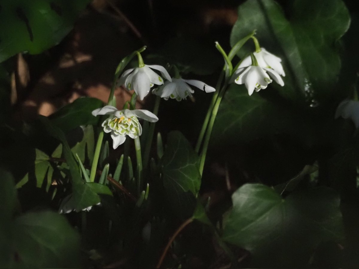 #snowdrops glowing in dappled winter sunlight recently at Fremington Pill Lane. #flora #wildflowerhour <a href="/The_RHS/">The RHS</a>