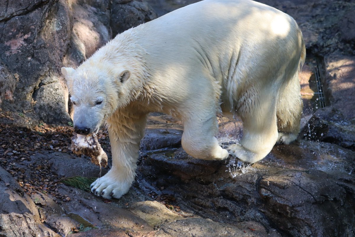 やっぱりライ君は牛骨がマイブーム！