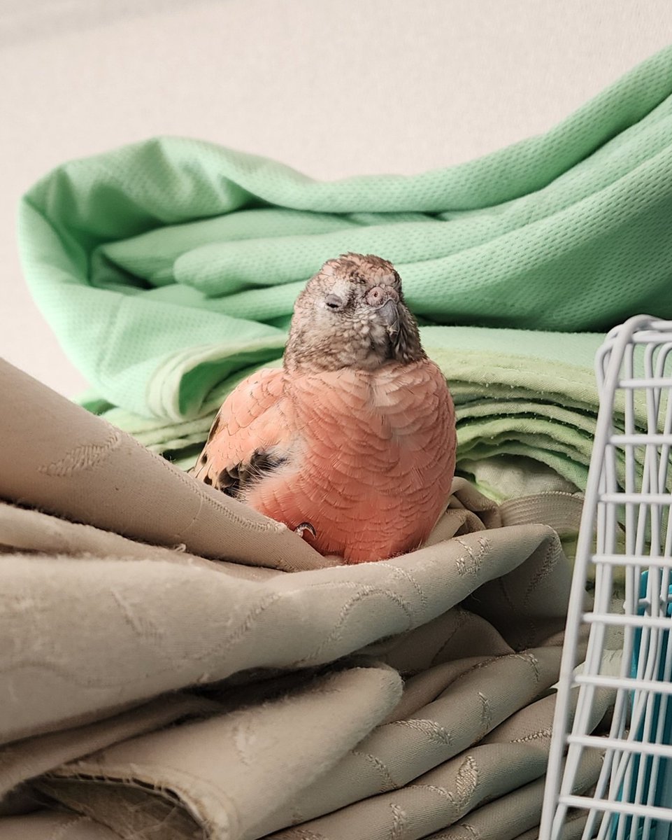 温いわ～( *˘꒳˘*)ｽﾔｧ…💕

毎日寒くても、暖かいところを見つけるのが上手なももちゃん🍑
 #アキクサインコ