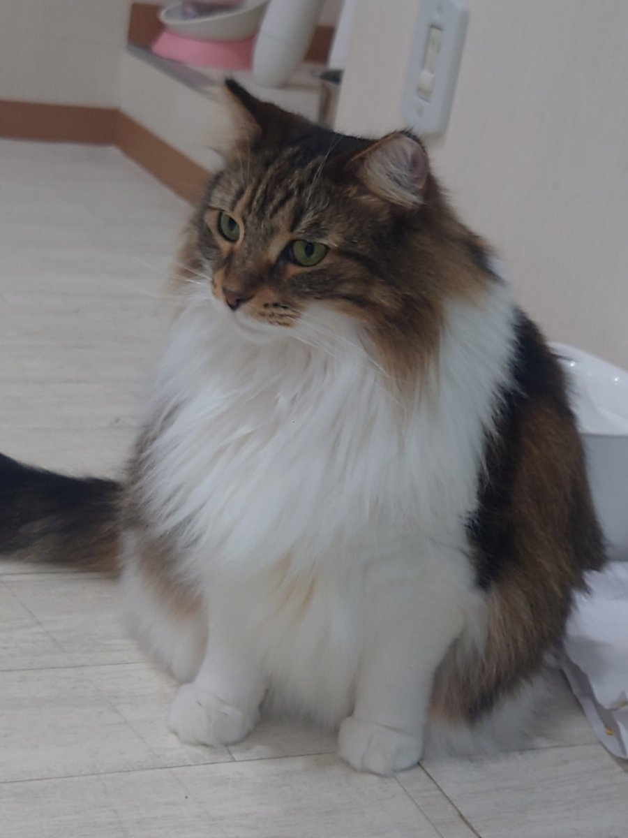 Hide110328's tweet image. 今日は､平日ですが､諸事情により、猫カフェラグドールさんに来させて頂いております!m(__)m お猫様は､今日も尊い!(T_T)

#猫カフェラグドール
#RAGDOLL
#諸事情が悲しい
#猫の寿命が短すぎる
#進化してお猫様は長生きして下さい