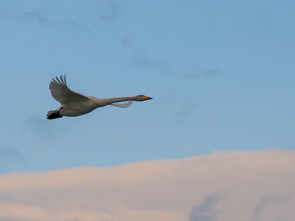 mashiko1970's tweet image. White Swan🦢

#swan
#hyokolake
#Cameralover
#birdlover
#photographylover