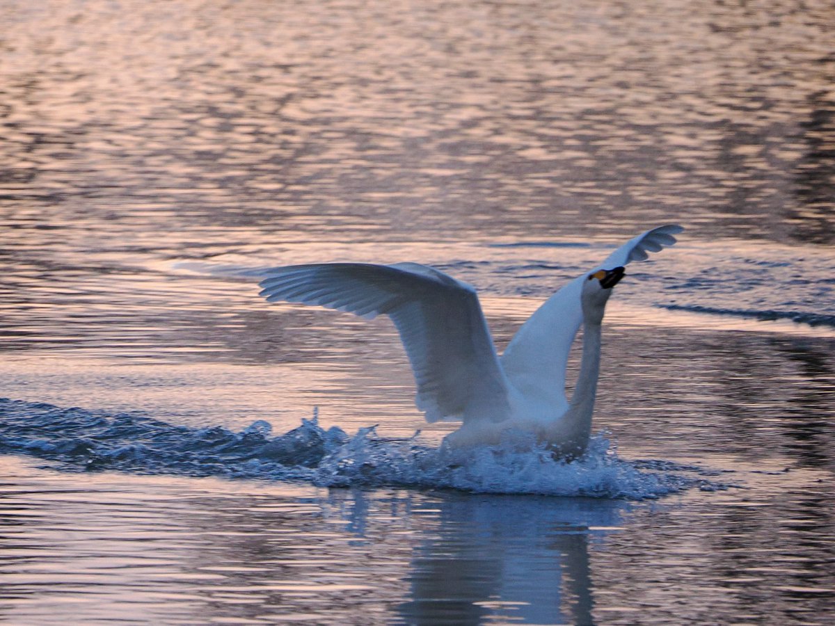 mashiko1970's tweet image. White Swan🦢

#swan
#hyokolake
#Cameralover
#birdlover
#photographylover
