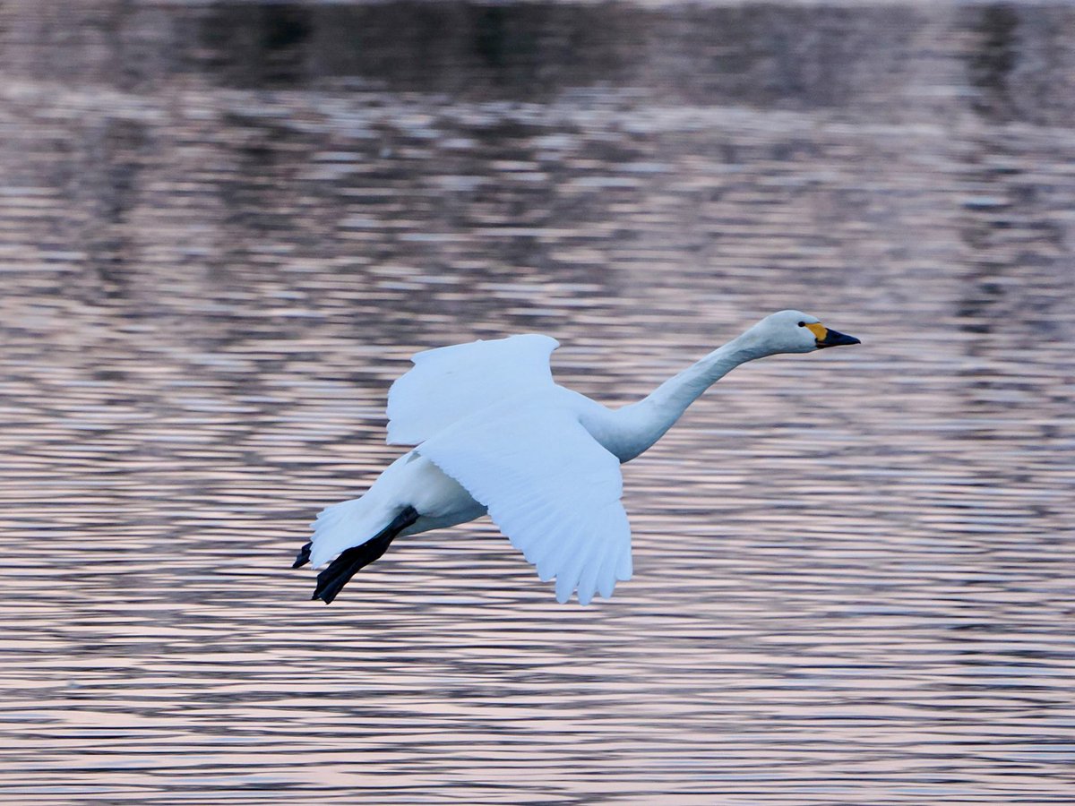 mashiko1970's tweet image. White Swan🦢

#swan
#hyokolake
#Cameralover
#birdlover
#photographylover