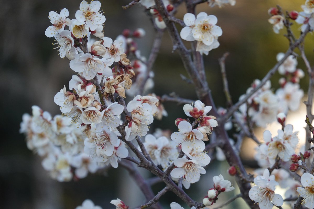 2026/02/03
ご近所散歩