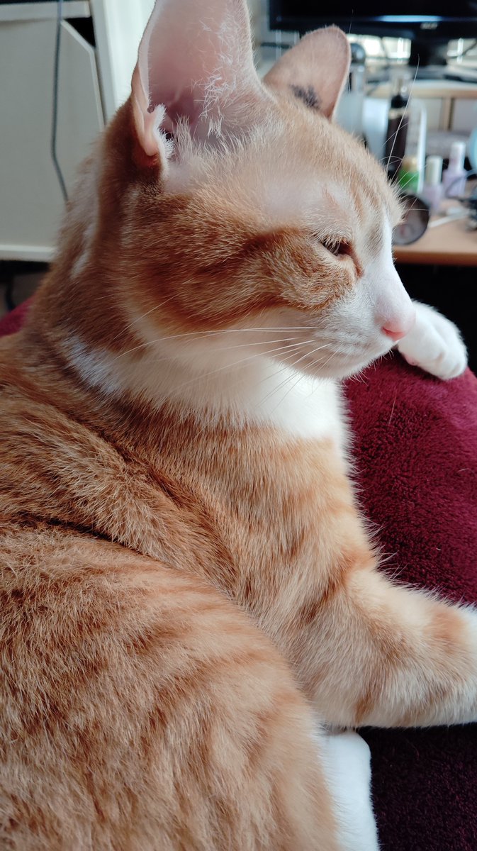 ７ (@vanillinillin) on Twitter photo 