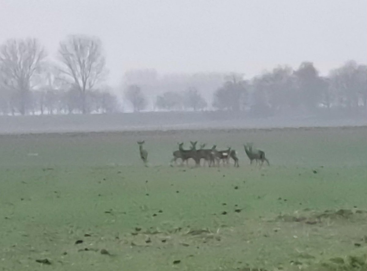 Frank Kuijpers tweet media