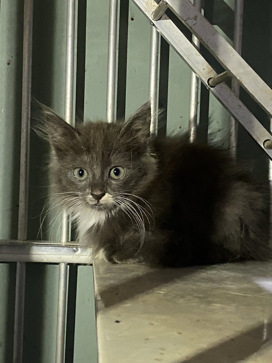 zeyazel's tweet photo. open adopt kucing ras persia. 
ada 3 kitten dan 1 indukan jantan (hampir 2 tahun).

dom #jogja, mahar atau tanya tanya boleh dm akun ini atau dm ig @/ourescream!! 💗💗 https://t.co/2x9v5guw7O