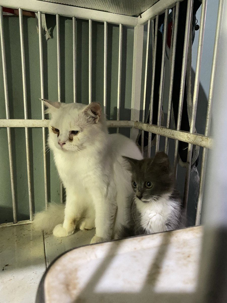 zeyazel's tweet photo. open adopt kucing ras persia. 
ada 3 kitten dan 1 indukan jantan (hampir 2 tahun).

dom #jogja, mahar atau tanya tanya boleh dm akun ini atau dm ig @/ourescream!! 💗💗 https://t.co/2x9v5guw7O
