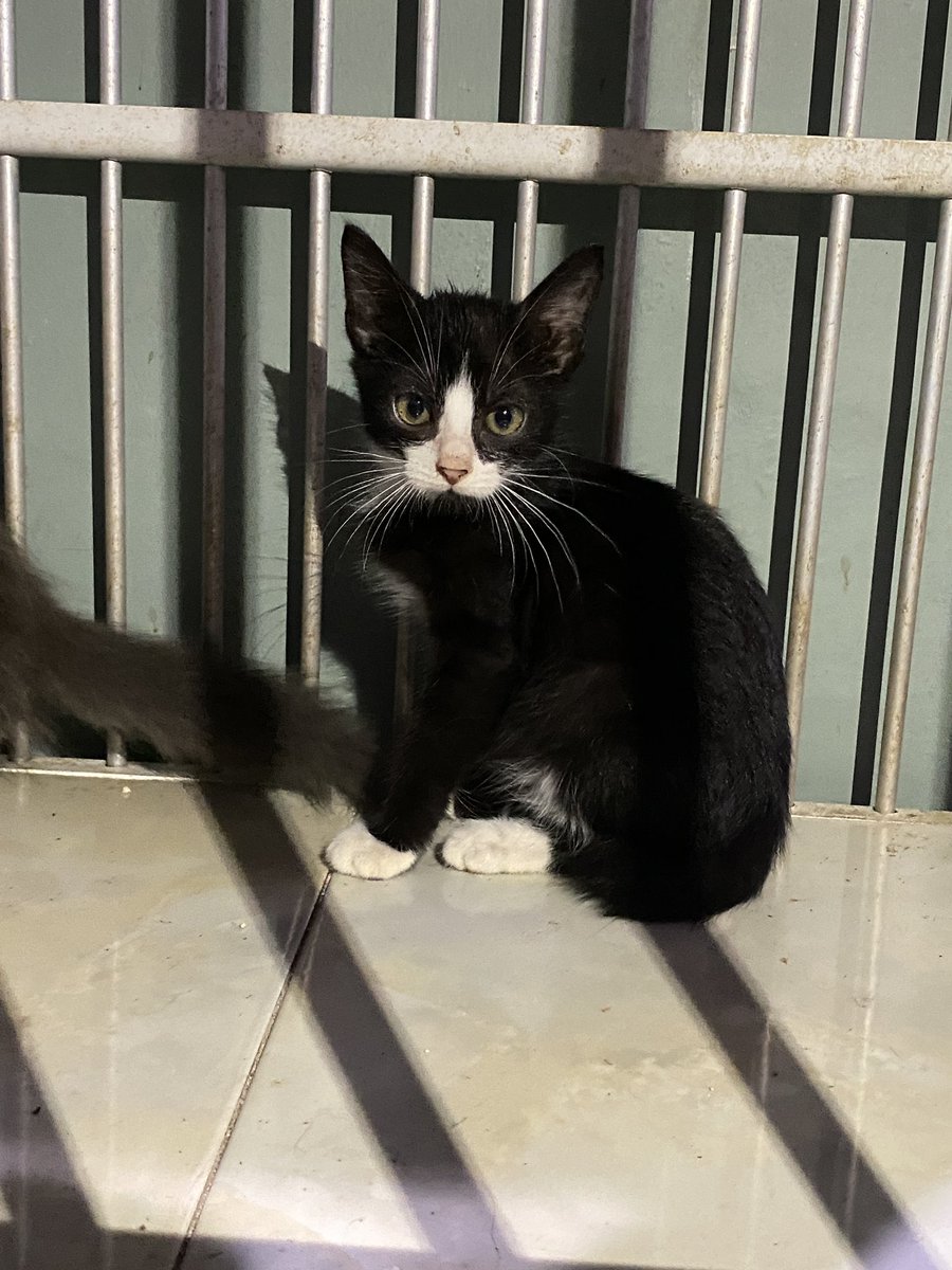 zeyazel's tweet photo. open adopt kucing ras persia. 
ada 3 kitten dan 1 indukan jantan (hampir 2 tahun).

dom #jogja, mahar atau tanya tanya boleh dm akun ini atau dm ig @/ourescream!! 💗💗 https://t.co/2x9v5guw7O