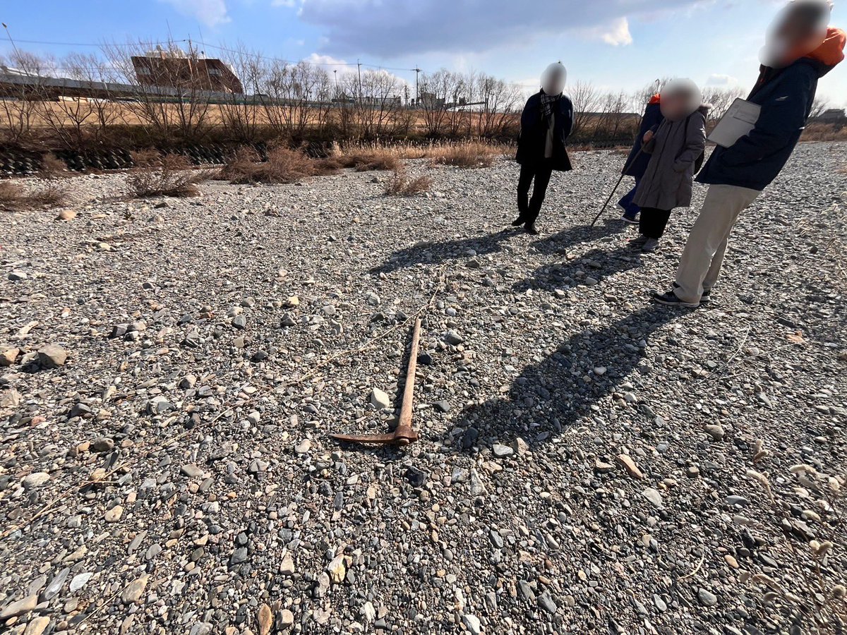 ryuiki_net's tweet photo. カワラヨモギの移植場所の確認を行いました。
河原に生えるのに特化した植物との事ですが
植物が生えるとは思えないような場所に驚きです。 https://t.co/mr0p7EVucc