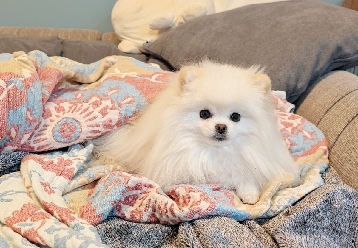 おこめ屋 (@chimaki0328) / Posts / X