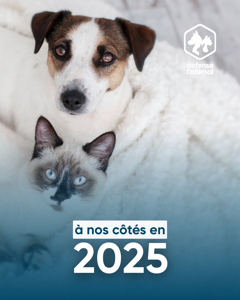 Défense de l'Animal tweet media