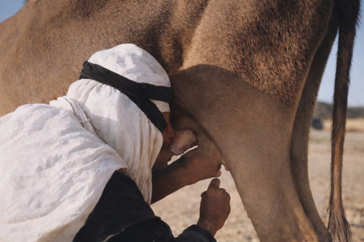 Ala inekler yokken Anadolu'da en yaygın bulunan inek türü.