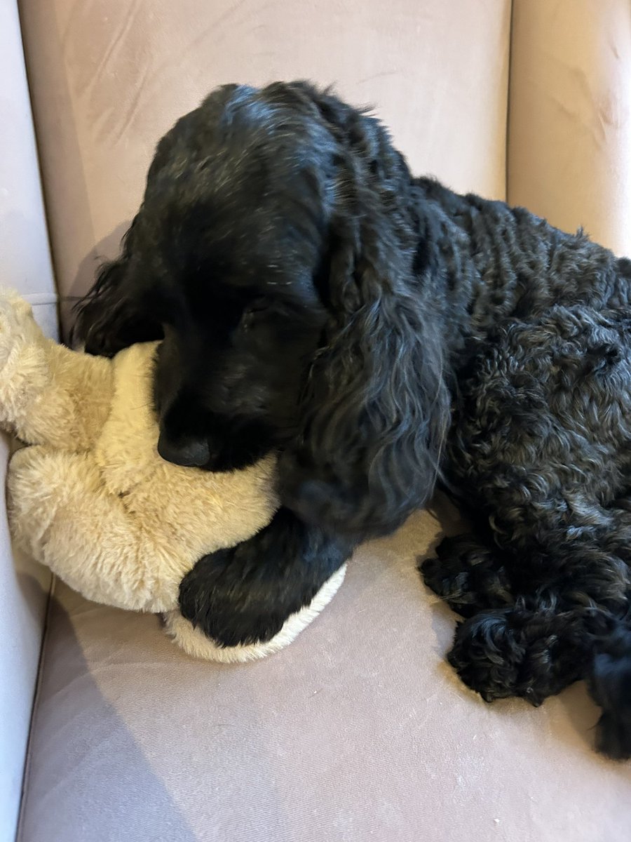 ByrneCocker's tweet photo. Wanted to bring Bunny, didn’t want to go but barked the whole way there to let them know I was arriving 😁🤭

#scaleandpolish
#dentist
#dontwanttogo https://t.co/kytzijIpy0