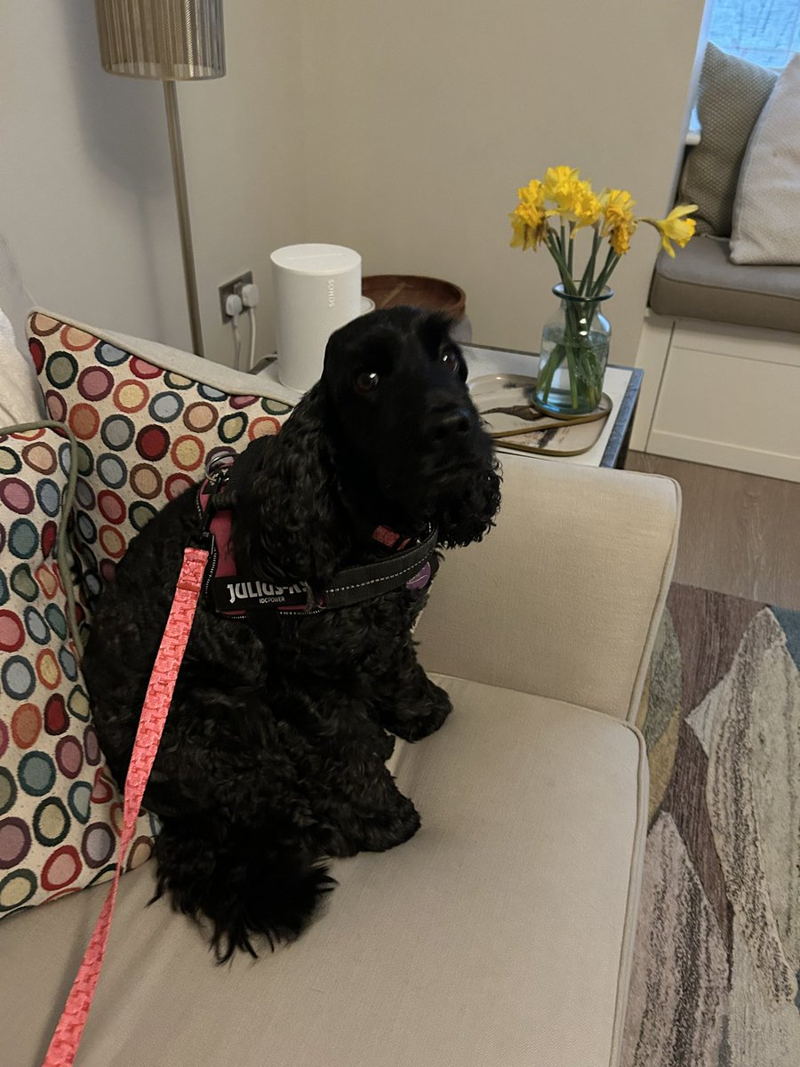 ByrneCocker's tweet photo. Wanted to bring Bunny, didn’t want to go but barked the whole way there to let them know I was arriving 😁🤭

#scaleandpolish
#dentist
#dontwanttogo https://t.co/kytzijIpy0