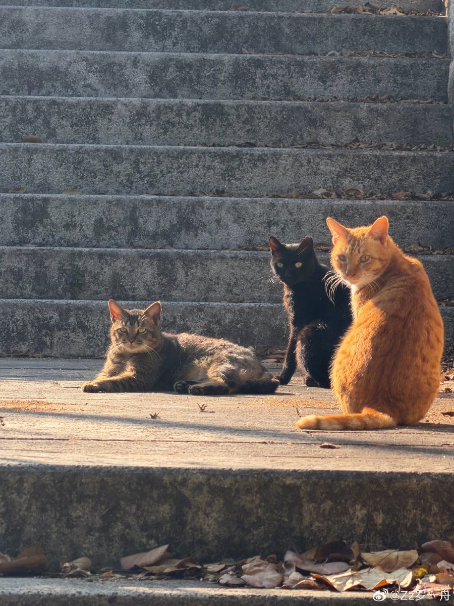 คุณชายโพสต์รูปแมวแต่ติดอีโมจิกะปิปลาร้า \@ >□< @/""

cr. weibo.com/6463527162/526…

#LuoYizhou #罗一舟 #หลัวอีโจว