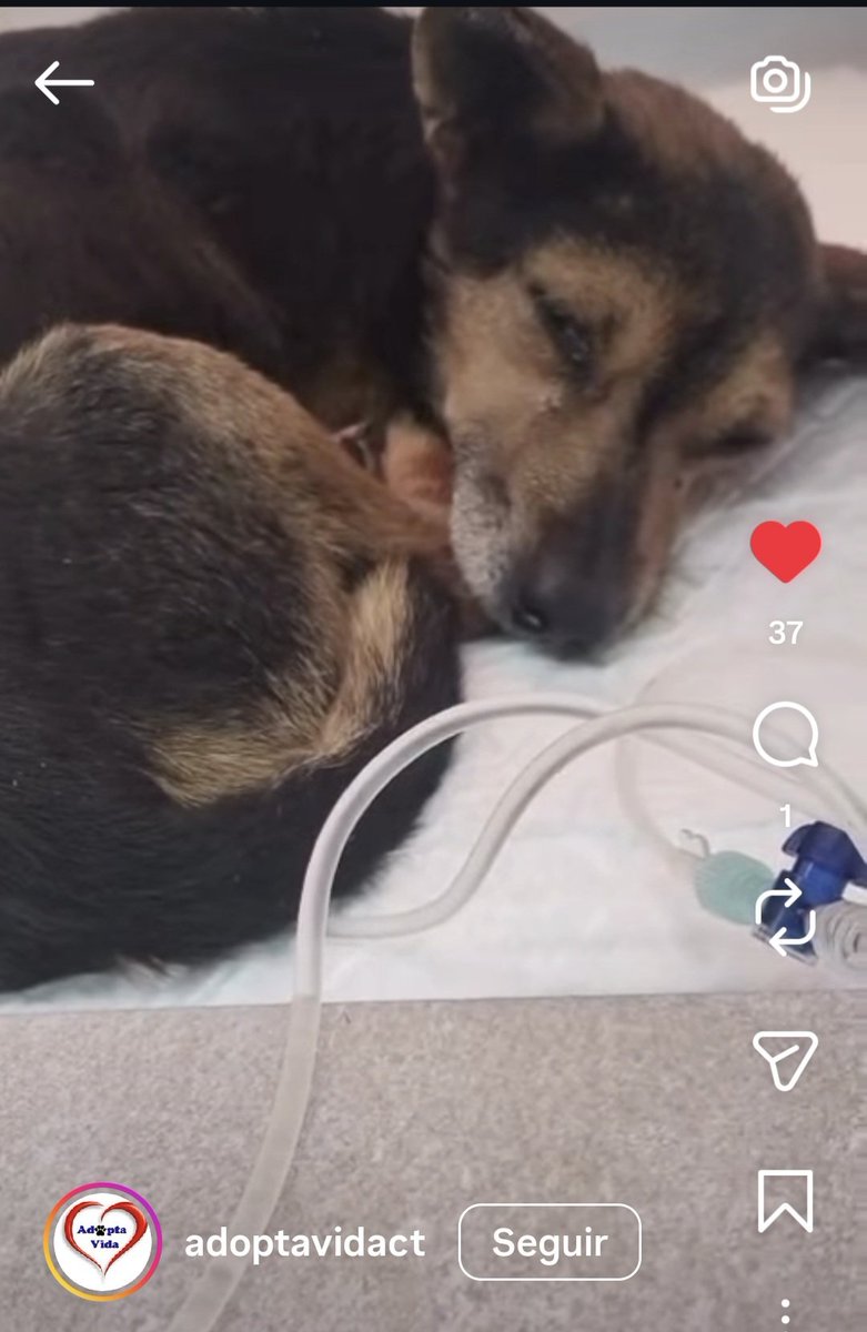 Muchos me habeis preguntado cómo está el pequeño Pichu después de la horrible paliza que le propinaron unos hsdp de Roldán, Murcia.
Sigue ingresado en estado crítico y luchando por su vida.
Gracias por interesaros por él y por vuestros mensajes
La protectora es adoptavidact