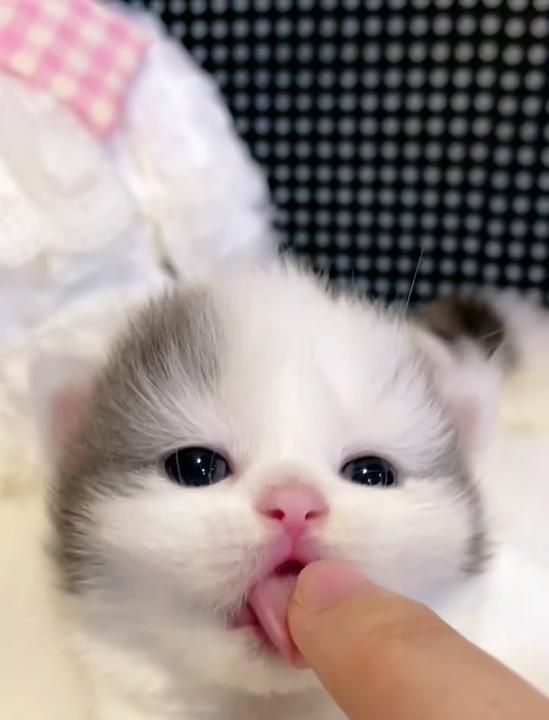 postsofkittens's tweet image. 