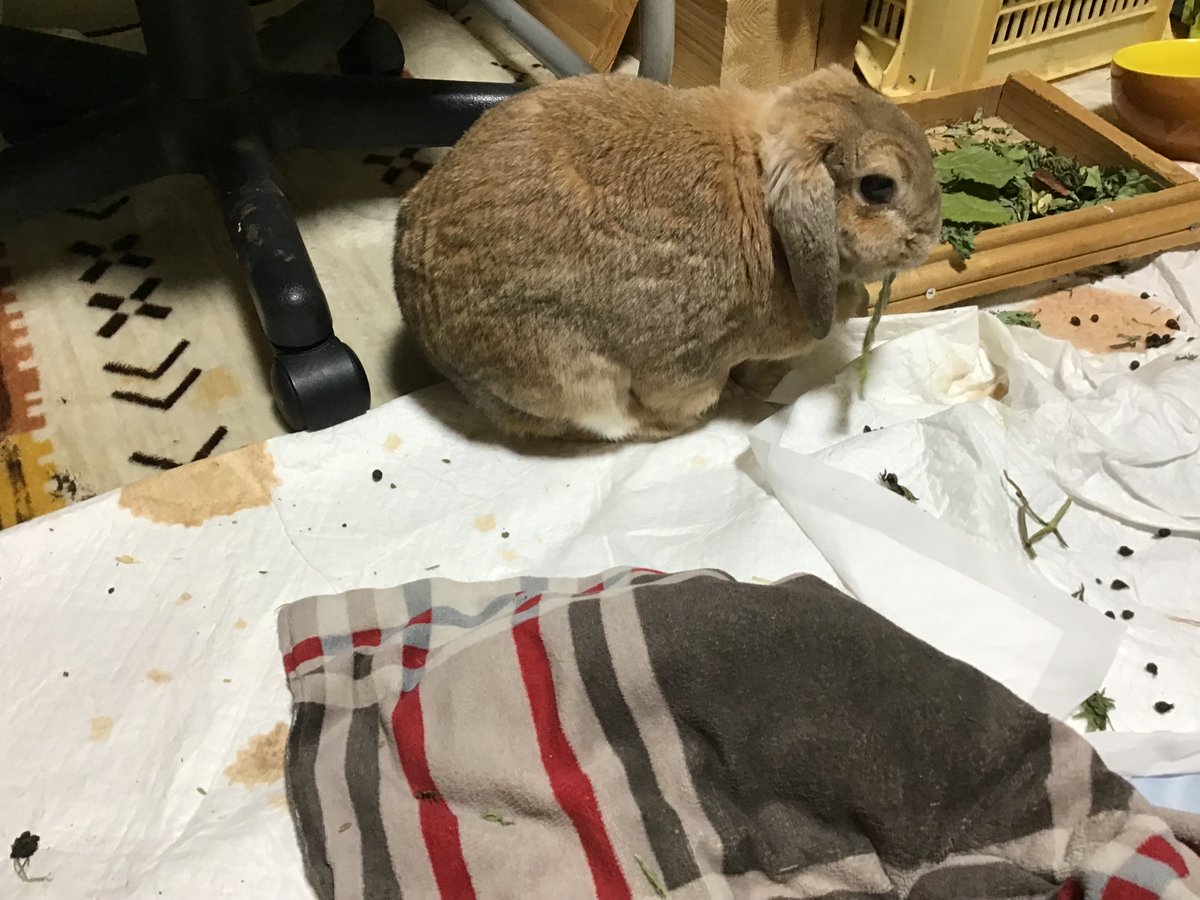 ノビーんからの葛の葉食い🐰