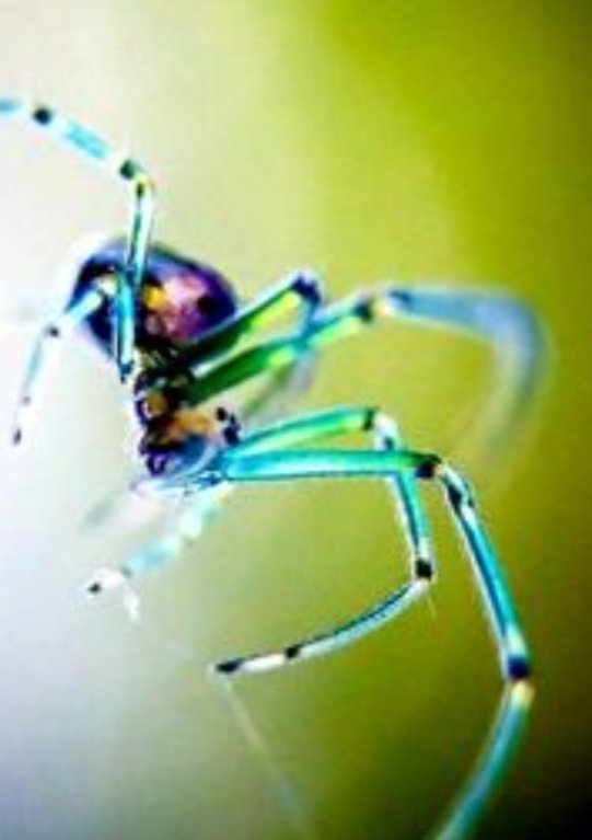 Más cosas de arañas. Que son, por supuesto, mis animales preferidos.
Ven esperctros de luz que nosotros no podemos ver, rayos UVA  y UVB.
Pueden vivir bajo el agua. Hacen como una bolsa o campana con la seda donde atrapa burbujas de agua para respirar. 
Mañana más 
Alucinantes