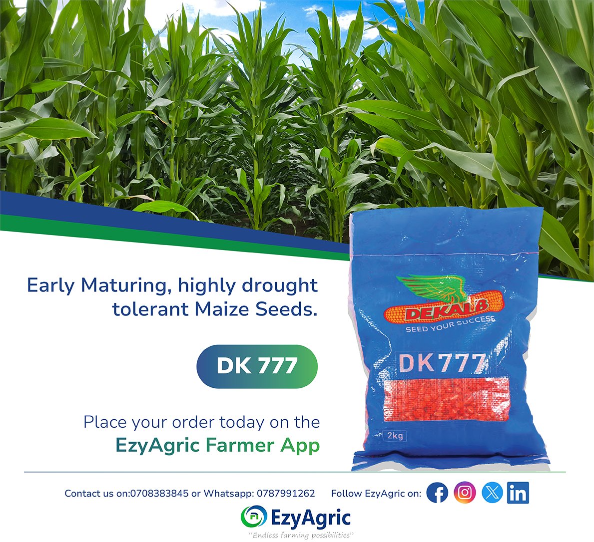 ezyagric's tweet photo. Your harvest starts with your seed!!
Go for genuine drought resistant maize seeds today. Download the EzyAgricApp, make you order today and Farm the Smart Way.
#EyAgric #SmartFarmingUG #FarmtheSmartWay
@NsanjaAgro @narouganda @MAAIF_Uganda https://t.co/OEzmYMauDp