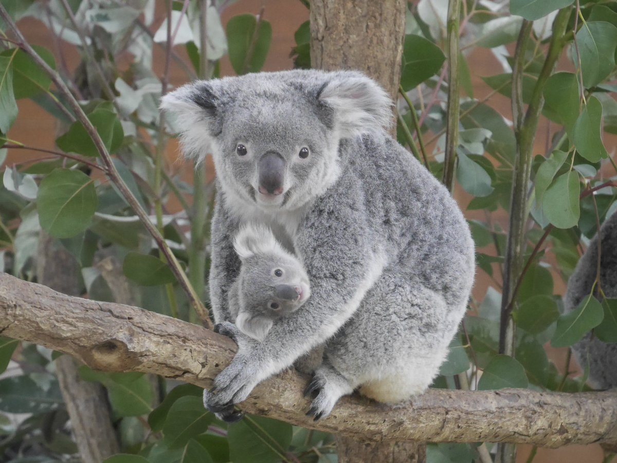 ミラちゃんと赤ちゃん。目線いただきました #埼玉県こども動物自然公園