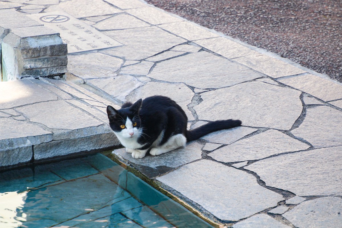 meat_stew's tweet image. 島原に来ました。
水が綺麗ですね。