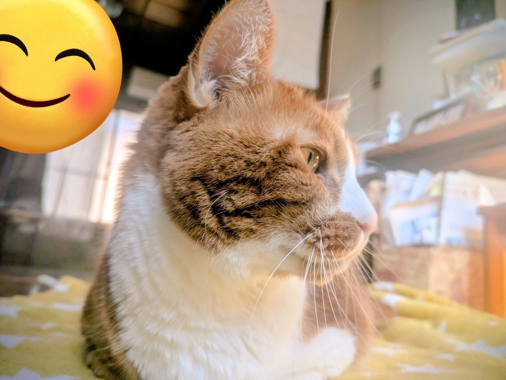 ぷゆ太 tweet media