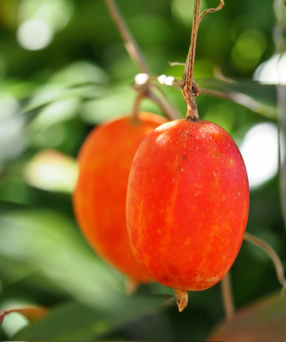 この時期になっても鳥獣に食べられずに残っていたカラスウリ
玉切りの作業の手伝いに来た友人がいきなりかぶりついて食べ始めた
甘くてジューシーだそうだ
私は遠慮したけど…
食べたことありますか？