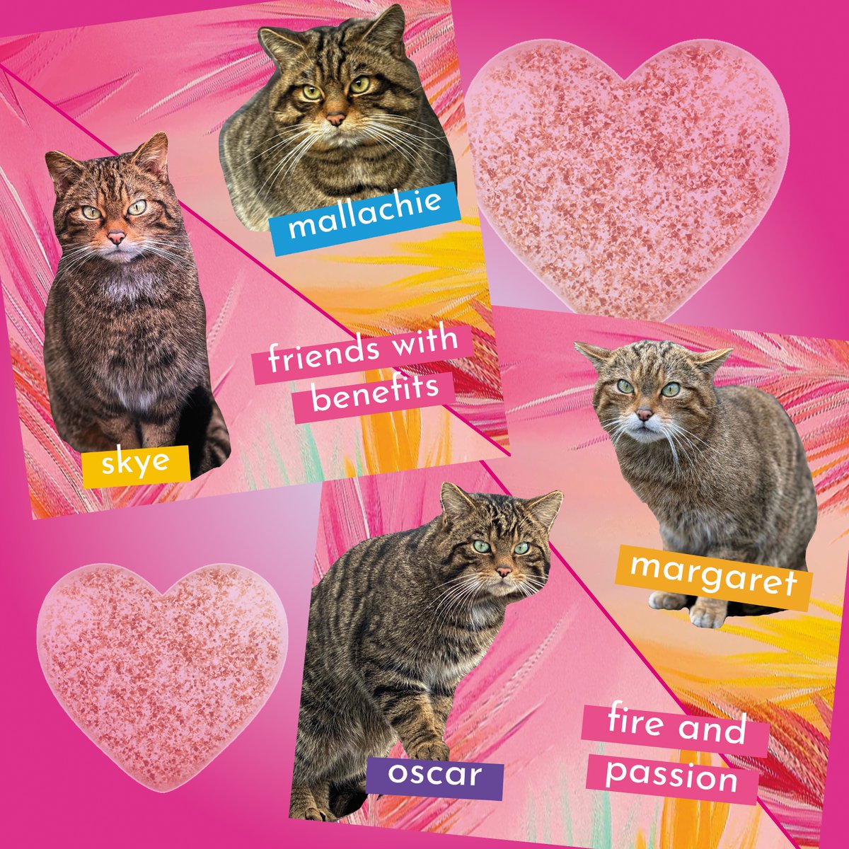 SaveOurWildcats's tweet photo. Boys - get grafting 😻

The wildcats are being coupled up in the conservation breeding for release centre after slow introductions. Let's hope they crack on 🧡

Which pair is your favourite?

Don't miss a thing ➡️ https://t.co/zCUhxVn4gs 💌 https://t.co/O5hKSrAU2k