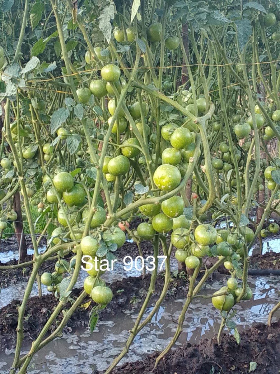 The Seedling Hub tweet media