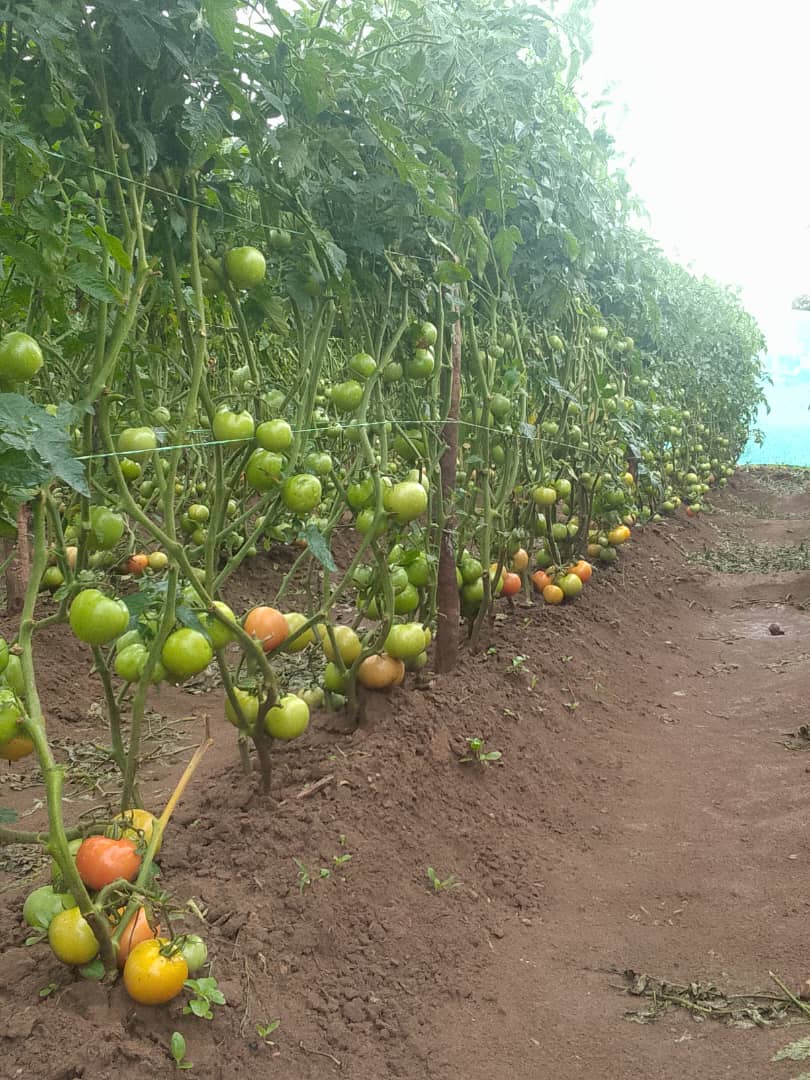 The Seedling Hub tweet media